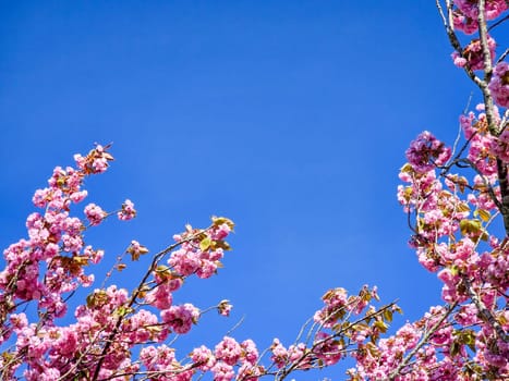 Spring blossom with a blue sky and purple flowers on a beautiful spring day in the Netherlands , Cherry blossom tree against blue sky