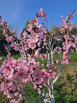 Fruit trees blossomed in a the garden in spring