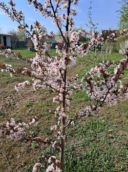 Fruit trees blossomed in a the garden in spring