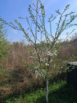 Fruit trees blossomed in a the garden in spring