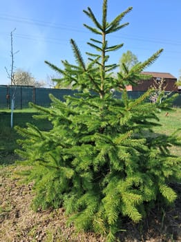 Young spruce growing in the a garden plot