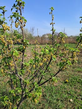 Fruit trees blossomed in a the garden in spring