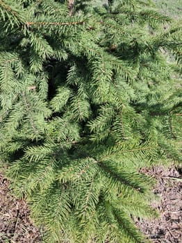 Young spruce growing in the a garden plot