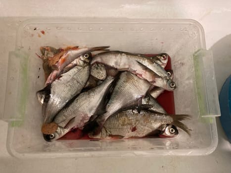 Fish prepared for a the salting