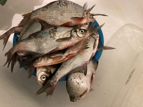 Fish prepared for a the salting