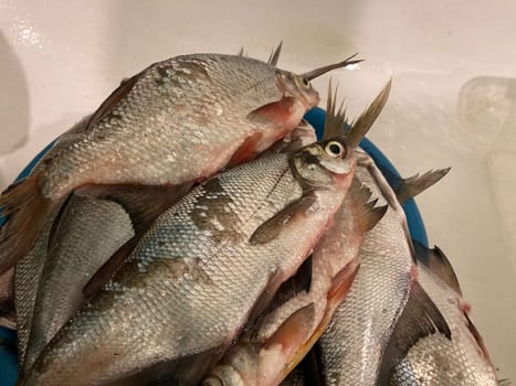 Fish prepared for a the salting