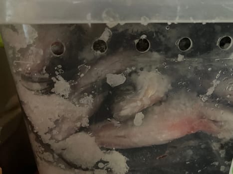 Fish prepared for a the salting