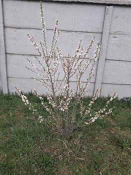 Fruit trees blossomed in a the garden in spring