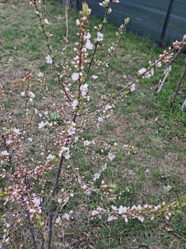 Fruit trees blossomed in a the garden in spring