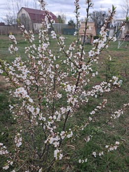 Fruit trees blossomed in a the garden in spring