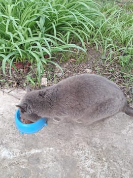 Gray domestic cat eats food from a the saucer