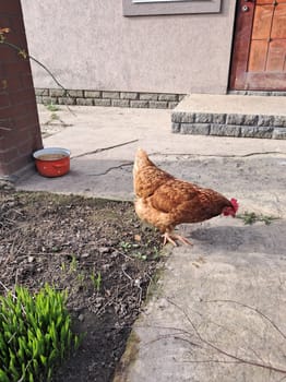 A chicken in a rural house walks and the eats