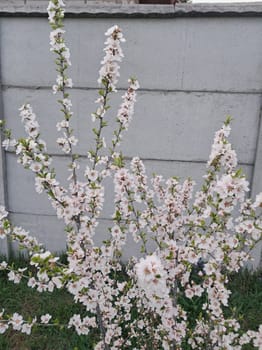 Fruit trees blossomed in a the garden in spring