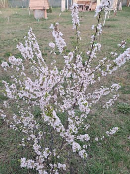 Fruit trees blossomed in a the garden in spring