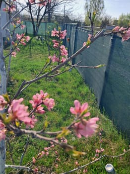 Fruit trees blossomed in a the garden in spring