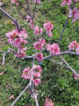 Fruit trees blossomed in a the garden in spring