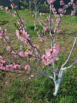 Fruit trees blossomed in a the garden in spring