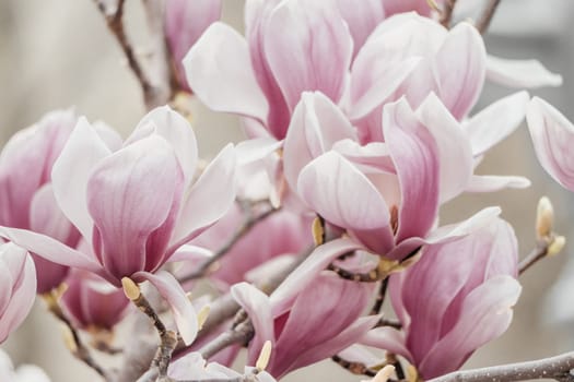 Magnolia Sulanjana flowers with petals in the spring season. the beautiful pink magnolia flowers in spring, selective focusing.