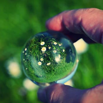 A hand with a glass ball and taking photos of the first spring flowers. Daisies - flowers. Concept for nature and spring time.