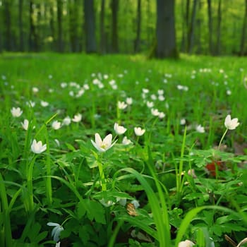 Beautiful little spring flower in the forest. (Anemonoides nemorosa) Spring time in nature. Colorful landscape with trees at sunset.