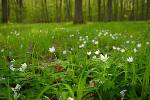 Beautiful little spring flower in the forest. (Anemonoides nemorosa) Spring time in nature. Colorful landscape with trees at sunset.