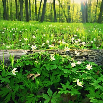 Beautiful little spring flower in the forest. (Anemonoides nemorosa) Spring time in nature. Colorful landscape with trees at sunset.