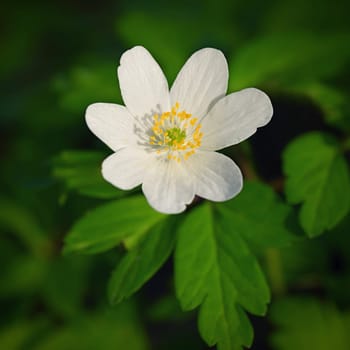 Beautiful little spring flower in the forest. (Anemonoides nemorosa) Spring time in nature