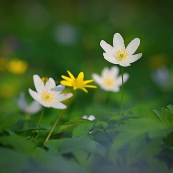 Beautiful little spring flower in the forest. (Anemonoides nemorosa) Spring time in nature