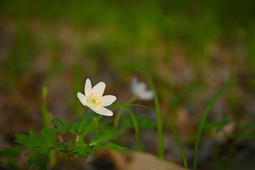 Beautiful little spring flower in the forest. (Anemonoides nemorosa) Spring time in nature