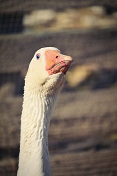 Domestic goose. Funny portrait of an animal on a farm.