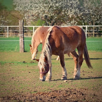 Beautiful horses in a corral on a farm in spring time. Breed - Hafling