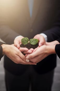 Business people, hands and plant for company sustainability, teamwork or synergy. Colleagues, fingers and leaves in soil for startup growth for eco future or workplace, environment or climate change.