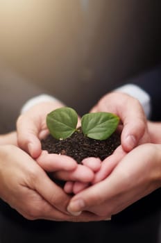 Business people, hands and plant for sustainability growth or eco future, teamwork or synergy. Colleagues, fingers and leaves in soil for sprout startup or workplace, environment or climate change.
