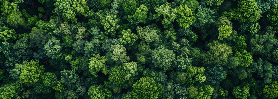 Lush green canopy of vibrant forest in summer captured from above showcases nature's tranquility and the beauty of the ecosystem.