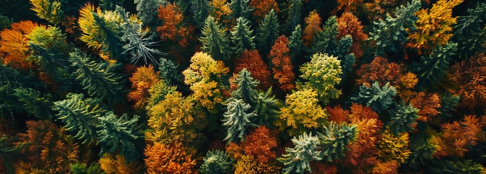 Aerial view captures beautiful contrast of vibrant autumn colors in dense forest landscape, perfect for seasonal graphic design.