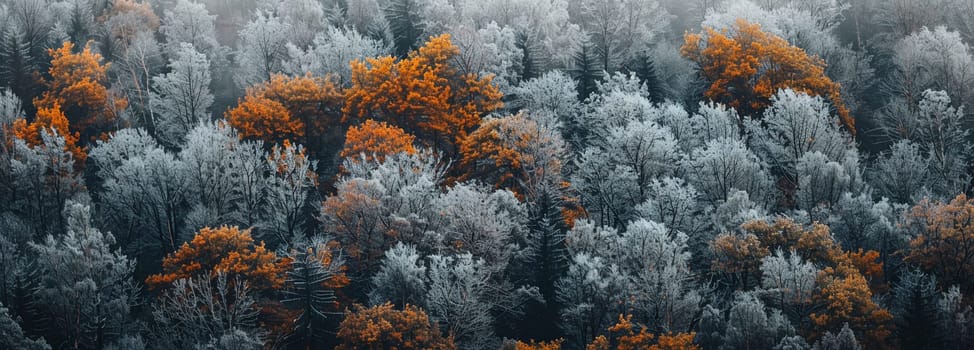 Vivid orange leaves contrast with frosty trees in this serene autumn forest landscape, conveying seasonal change and natural beauty.