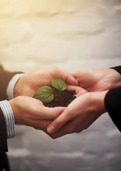 Business people, hands and plant for startup growth or sustainable company, teamwork or synergy. Colleagues, fingers and leaves in soil for career future or workplace earth day, environment or eco.