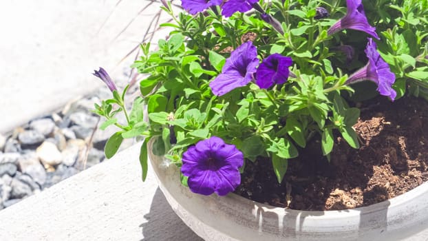 Adorning the front porch of a suburban house, low planting pots display a beautiful arrangement of flowering pink and purple petunias, adding a burst of vibrant colors to the home's exterior.