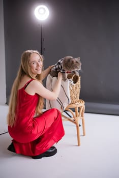 A woman, freelancer, blogger in a silk red dress on a white floor, black background. blonde owner cat of the Scottish Straight-eared breed at production studio