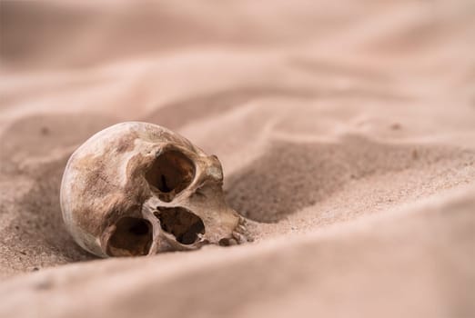 A Human Skull Emerging From A Desert Burial