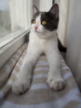 A clean and tidy cat is resting, lying on the window. A young cat of gray-white coat color. Vertical photo format
