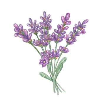 Lavender bouquet of pale purple, violet, lilac flowers. Hand drawn lavandula watercolor clipart. Isolated design for beauty, cosmetics, labels, organic products, spa, aromatherapy, wellness