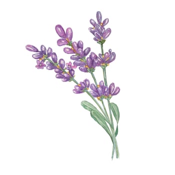 Lavender bouquet of pale purple, violet, lilac flowers. Hand drawn lavandula watercolor clipart. Isolated design for beauty, cosmetics, labels, organic products, spa, oil, aromatherapy, wellness