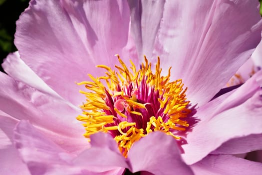 
Pink peony in bloom in a bright day of springtime