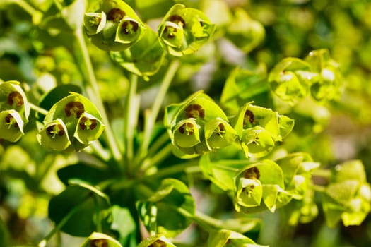 Green flowers of euphorbia commonly called spurge - ,succulent plant