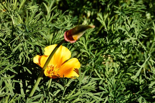 Orange flower of  California golden poppy .eschscholzia plant ,it's springtime