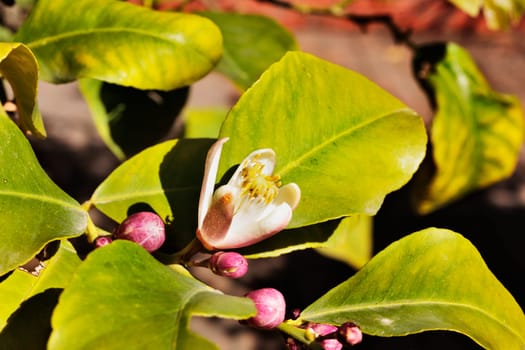 White flower of lemon tree , evergreen flowering plant used for culinary and non -culinary purposes