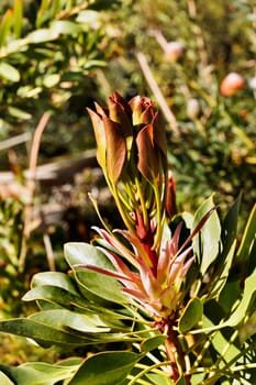 Flower of sugarbush protea, South African springtime flowering plant