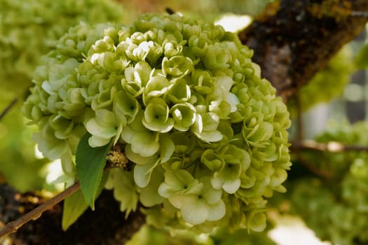 Flowering plant in the Adoxaceae family  native to China called Chinese snowball , evergreen shrub