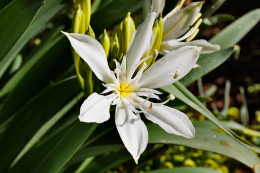 White flower of pancratium  perennial ,bulbous plant in the Amaryllis family 